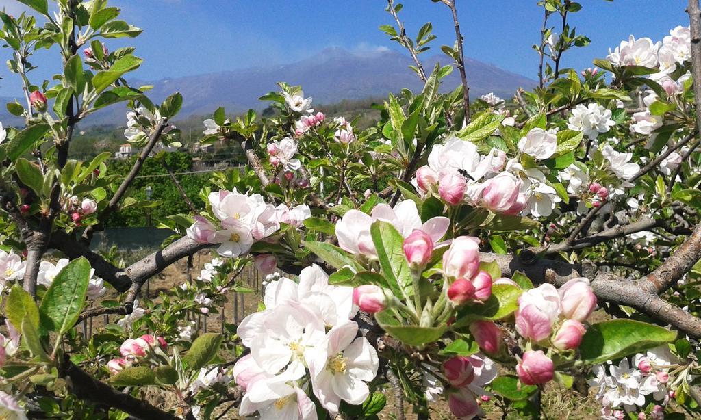 Nake Residenza Artistica Villa SantʼAlfio Dış mekan fotoğraf